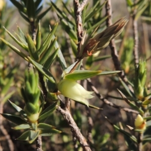 Melichrus urceolatus at Molonglo River Reserve - 3 Oct 2017