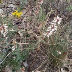 Lissanthe strigosa subsp. subulata (Peach Heath) at Gundaroo, NSW - 8 Oct 2017 by MaartjeSevenster