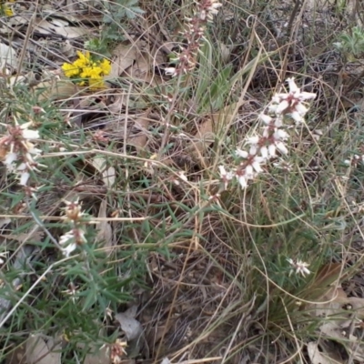 Lissanthe strigosa subsp. subulata (Peach Heath) at Gundaroo, NSW - 8 Oct 2017 by MaartjeSevenster