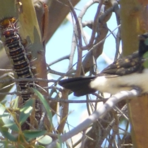 Chelepteryx collesi at Dunlop, ACT - 28 Dec 2013 12:00 AM