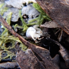 Zygometis xanthogaster (Crab spider or Flower spider) at Point 49 - 6 Oct 2017 by CathB