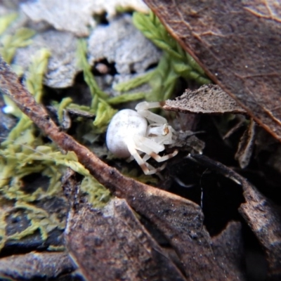 Zygometis xanthogaster (Crab spider or Flower spider) at Belconnen, ACT - 6 Oct 2017 by CathB