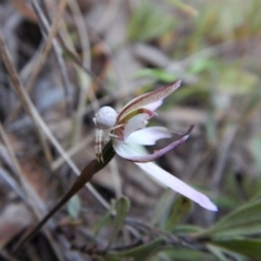 Zygometis xanthogaster at Belconnen, ACT - 6 Oct 2017