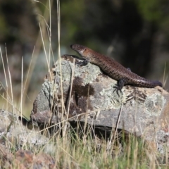 Egernia cunninghami (Cunningham's Skink) at Googong, NSW - 3 Feb 2016 by Wandiyali