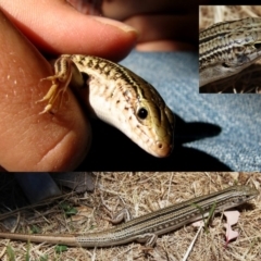 Ctenotus robustus (Robust Striped-skink) at QPRC LGA - 24 Jan 2009 by Wandiyali