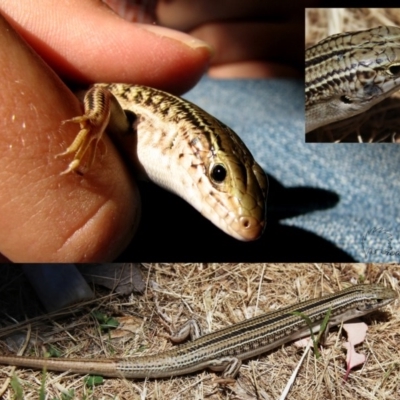 Ctenotus robustus (Robust Striped-skink) at QPRC LGA - 24 Jan 2009 by Wandiyali