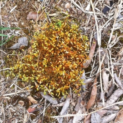 Funaria hygrometrica (Moss) at Hughes Garran Woodland - 7 Oct 2017 by ruthkerruish