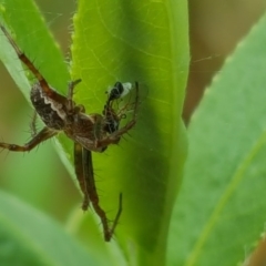 Salsa fuliginata (Sooty Orb-weaver) at O'Malley, ACT - 8 Oct 2017 by Mike