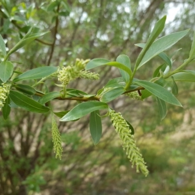 Salix sp. (A Willow) at Mount Mugga Mugga - 8 Oct 2017 by Mike