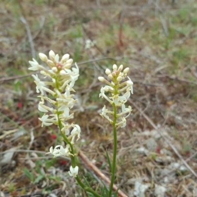 Stackhousia monogyna (Creamy Candles) at O'Malley, ACT - 8 Oct 2017 by Mike