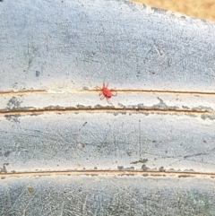 Trombidiidae (family) (Red velvet mite) at QPRC LGA - 8 Oct 2017 by Speedsta