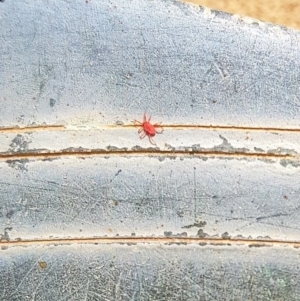 Trombidiidae (family) at Queanbeyan, NSW - 8 Oct 2017