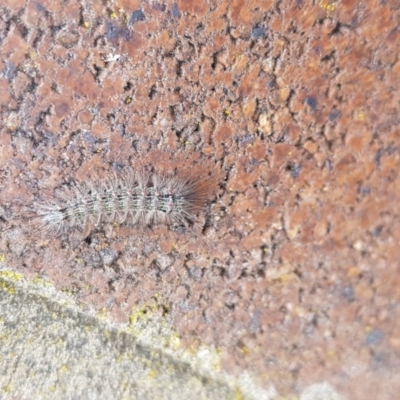 Unidentified at Queanbeyan, NSW - 8 Oct 2017 by Speedsta