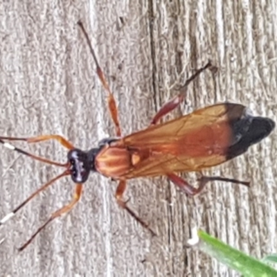Ichneumonidae (family) (Unidentified ichneumon wasp) at QPRC LGA - 2 Sep 2017 by Speedsta