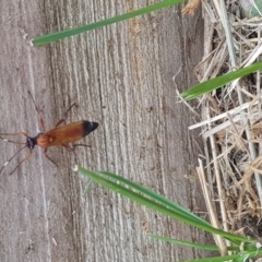 Ichneumonidae (family) at Queanbeyan West, NSW - 2 Sep 2017