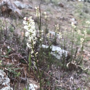 Stackhousia monogyna at Belconnen, ACT - 8 Oct 2017