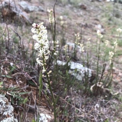 Stackhousia monogyna (Creamy Candles) at Belconnen, ACT - 8 Oct 2017 by JasonC