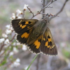 Trapezites phigalia at Kambah, ACT - 8 Oct 2017