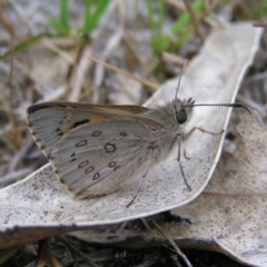 Trapezites phigalia at Kambah, ACT - 8 Oct 2017 02:22 PM