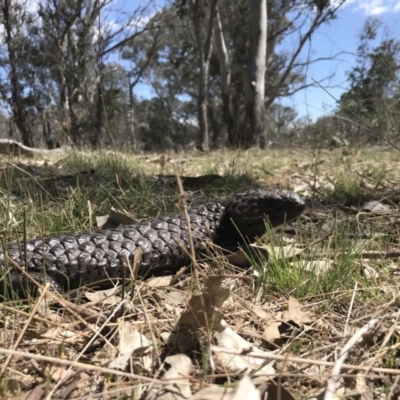 Tiliqua rugosa (Shingleback Lizard) at Forde, ACT - 8 Oct 2017 by JasonC