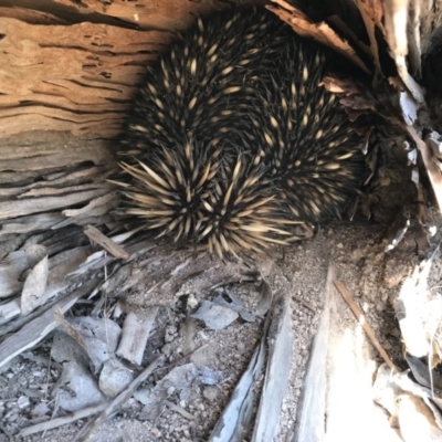 Tachyglossus aculeatus (Short-beaked Echidna) at Forde, ACT - 8 Oct 2017 by JasonC