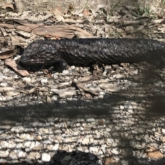 Tiliqua rugosa (Shingleback Lizard) at Mulligans Flat - 8 Oct 2017 by JasonC