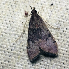 Uresiphita ornithopteralis (Tree Lucerne Moth) at O'Connor, ACT - 7 Oct 2017 by ibaird