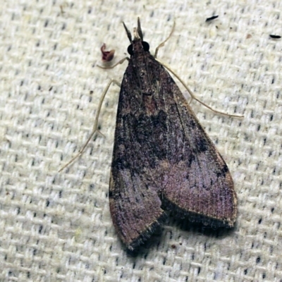 Uresiphita ornithopteralis (Tree Lucerne Moth) at O'Connor, ACT - 7 Oct 2017 by ibaird