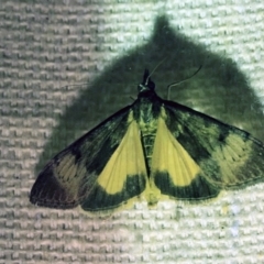 Uresiphita ornithopteralis at O'Connor, ACT - 7 Oct 2017