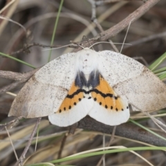 Gastrophora henricaria (Fallen-bark Looper, Beautiful Leaf Moth) at Black Mountain - 8 Oct 2017 by AlisonMilton