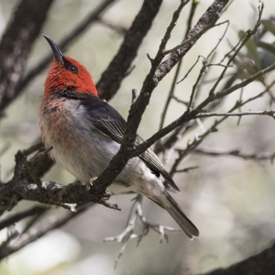 Myzomela sanguinolenta (Scarlet Honeyeater) at Acton, ACT - 7 Oct 2017 by AlisonMilton