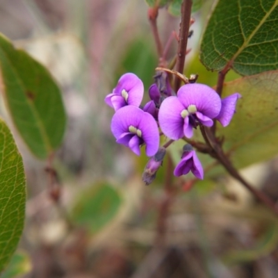 Hardenbergia violacea (False Sarsaparilla) at Red Hill Nature Reserve - 8 Oct 2017 by ClubFED