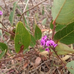 Hardenbergia violacea at Red Hill, ACT - 8 Oct 2017