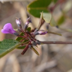 Hardenbergia violacea at Red Hill, ACT - 8 Oct 2017 01:07 PM