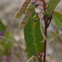 Hardenbergia violacea at Red Hill, ACT - 8 Oct 2017