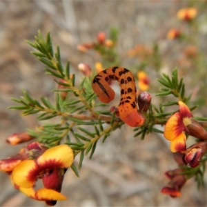 Capusa cuculloides at Point 69 - 8 Oct 2017