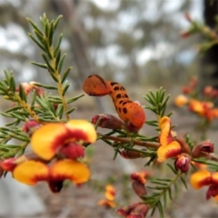 Capusa cuculloides at Point 69 - 8 Oct 2017