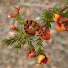 Capusa cuculloides at Point 69 - 8 Oct 2017