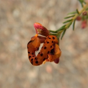 Capusa cuculloides at Point 69 - 8 Oct 2017