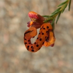 Capusa cuculloides at Point 69 - 8 Oct 2017