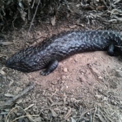 Tiliqua rugosa (Shingleback Lizard) at Majura, ACT - 8 Oct 2017 by WalterEgo