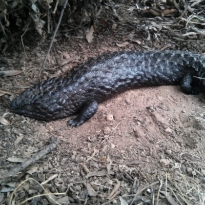 Tiliqua rugosa (Shingleback Lizard) at Mount Ainslie - 8 Oct 2017 by WalterEgo