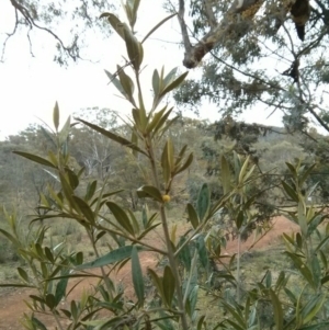 Olea europaea subsp. cuspidata at Majura, ACT - 21 Oct 2017
