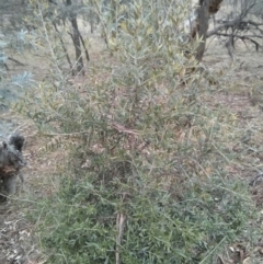 Olea europaea subsp. cuspidata at Majura, ACT - 21 Oct 2017