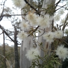 Clematis leptophylla (Small-leaf Clematis, Old Man's Beard) at Majura, ACT - 8 Oct 2017 by WalterEgo