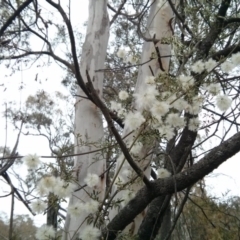 Clematis leptophylla at Majura, ACT - 8 Oct 2017 06:15 PM