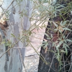 Clematis leptophylla at Majura, ACT - 8 Oct 2017