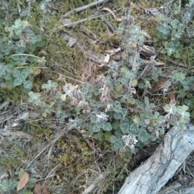 Marrubium vulgare (Horehound) at Mount Ainslie - 8 Oct 2017 by WalterEgo