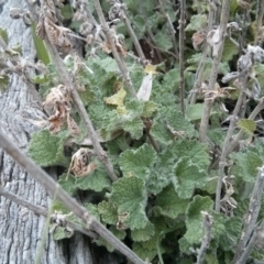 Marrubium vulgare (Horehound) at Mount Ainslie - 8 Oct 2017 by WalterEgo