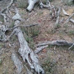 Marrubium vulgare at Majura, ACT - 8 Oct 2017 06:06 PM